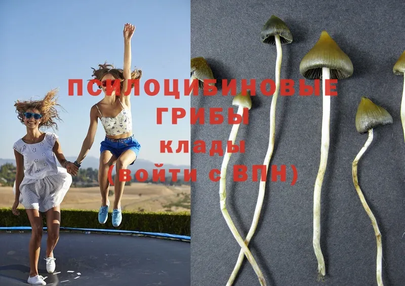 Галлюциногенные грибы MAGIC MUSHROOMS Балтийск